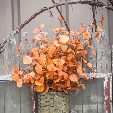Fall Eucalyptus (36")
