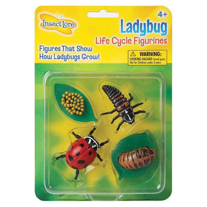 Ladybug Lifecycle Stages