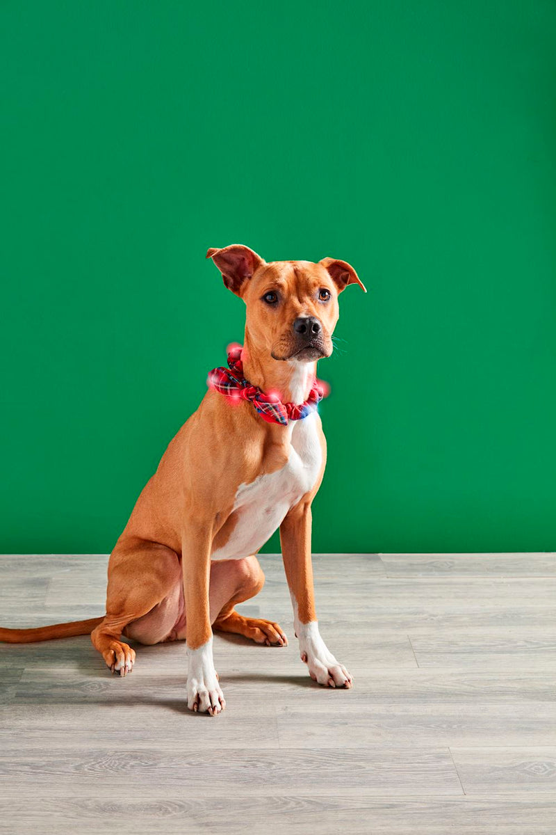 Tartan Light Up Collar