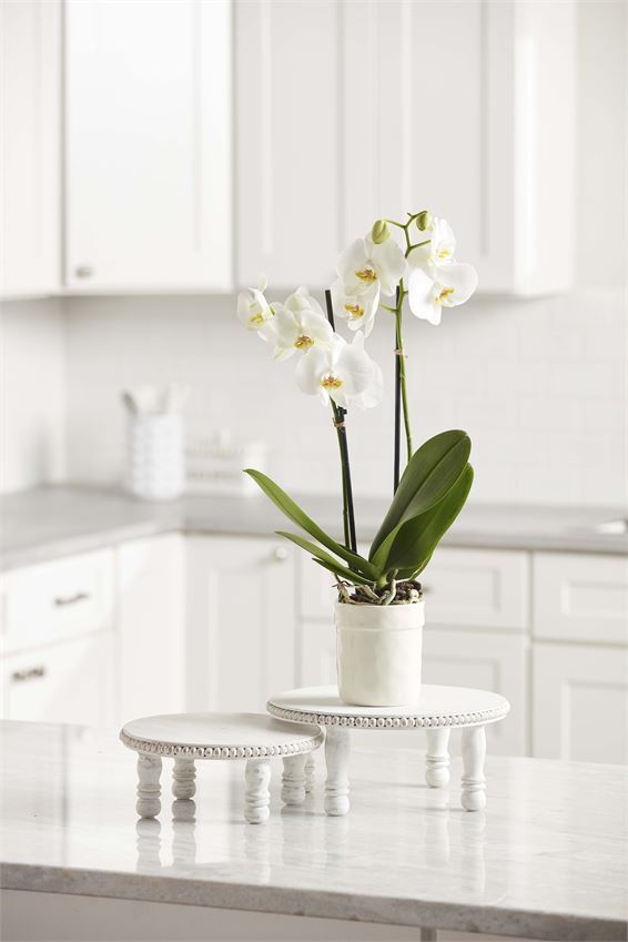 White-Washed Beaded Pedestal Stand