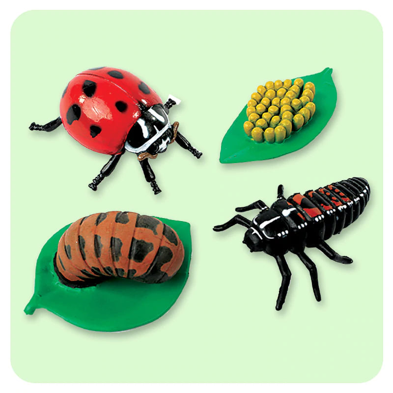 Ladybug Lifecycle Stages